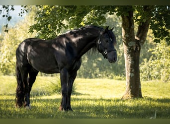 Welsh-D, Castrone, 8 Anni, 148 cm, Morello