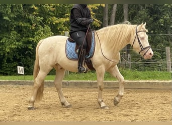 Welsh-D, Castrone, 8 Anni, 152 cm, Perlino
