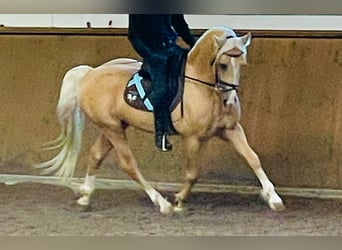 Welsh-D, Castrone, 9 Anni, 150 cm, Palomino