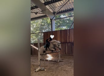 Welsh D (Cob) Mix, Gelding, 10 years, 13.1 hh, Grey