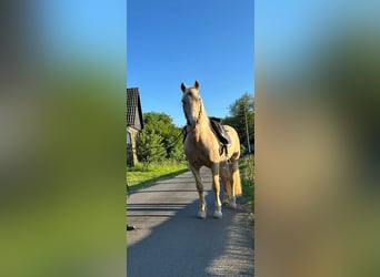 Welsh D (Cob), Gelding, 10 years, 14.2 hh, Palomino