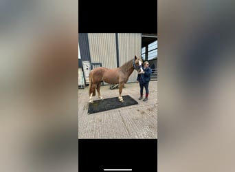 Welsh D (Cob), Gelding, 10 years, 14 hh, Chestnut
