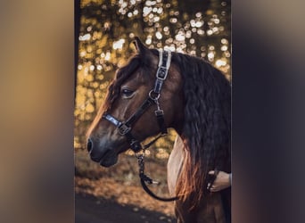 Welsh D (Cob), Gelding, 10 years, 14,1 hh, Brown