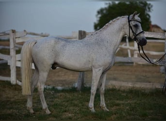 Welsh D (Cob), Gelding, 10 years, 14,1 hh, Gray