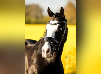 Welsh D (Cob), Gelding, 11 years, 13,3 hh, Black