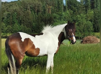 Welsh D (Cob), Gelding, 11 years, 14,3 hh, Pinto
