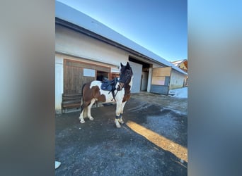 Welsh D (Cob), Gelding, 11 years, 14,3 hh, Pinto