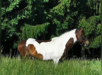 Welsh D (Cob), Gelding, 11 years, 14,3 hh, Pinto