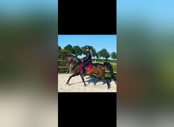 Welsh D (Cob), Gelding, 11 years, 15.1 hh, Brown