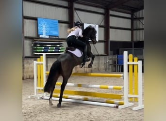 Welsh D (Cob), Gelding, 11 years, 15.1 hh, Brown