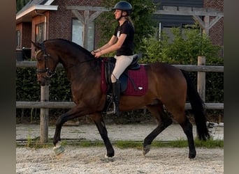 Welsh D (Cob), Gelding, 11 years, 15.1 hh, Brown