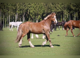Welsh D (Cob), Gelding, 11 years, 15.1 hh, Chestnut-Red