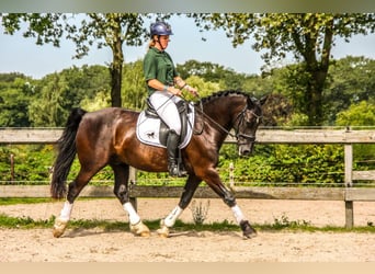 Welsh D (Cob), Gelding, 12 years, 15 hh, Black
