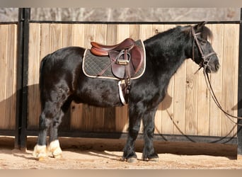 Welsh D (Cob) Mix, Gelding, 13 years, 11.2 hh, Black
