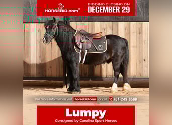 Welsh D (Cob) Mix, Gelding, 13 years, 11,2 hh, Black