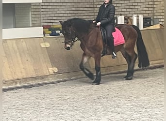 Welsh D (Cob), Gelding, 13 years, 14.1 hh, Brown
