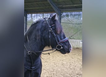 Welsh D (Cob), Gelding, 13 years, 14.2 hh, Black Welsh D (Cob), Gelding, 13 years, 14.2 hh, Black