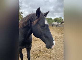 Welsh D (Cob), Gelding, 13 years, 14,2 hh, Black