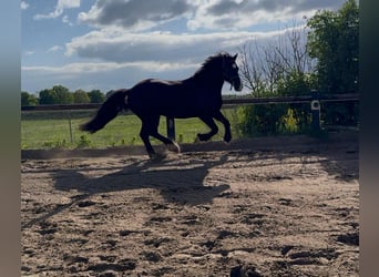 Welsh D (Cob), Gelding, 13 years, 14,2 hh, Black