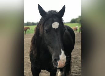 Welsh D (Cob), Gelding, 13 years, 14,2 hh, Black