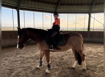 Welsh D (Cob), Gelding, 13 years, 15,1 hh, Chestnut