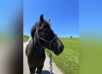 Welsh D (Cob), Gelding, 14 years, 13 hh, Black