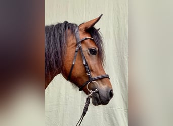 Welsh D (Cob), Gelding, 14 years, 14.2 hh, Brown