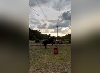 Welsh D (Cob), Gelding, 14 years, 14,2 hh, Black