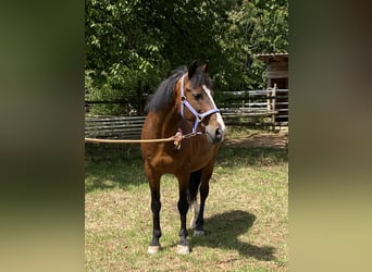 Welsh D (Cob), Gelding, 14 years, 14,2 hh, Brown