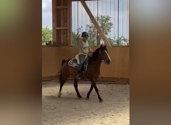 Welsh D (Cob), Gelding, 14 years, 14,2 hh, Brown