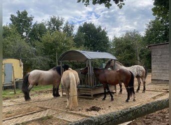 Welsh D (Cob), Gelding, 14 years, 14,2 hh, Brown