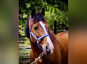 Welsh D (Cob), Gelding, 14 years, 14,2 hh, Brown