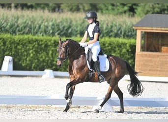 Welsh D (Cob), Gelding, 15 years, 14.1 hh, Brown