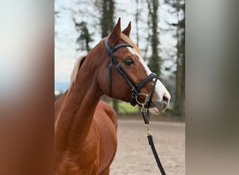 Welsh D (Cob), Gelding, 15 years, 14.2 hh, Chestnut-Red
