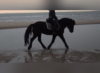 Welsh D (Cob), Gelding, 15 years, 14,2 hh, Black