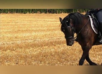 Welsh D (Cob), Gelding, 15 years, 14,2 hh, Black