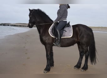 Welsh D (Cob), Gelding, 15 years, 14,2 hh, Black