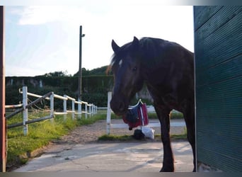 Welsh D (Cob), Gelding, 15 years, 14,2 hh, Black