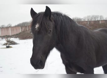 Welsh D (Cob), Gelding, 15 years, 14,2 hh, Black