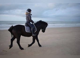 Welsh D (Cob), Gelding, 15 years, 14,2 hh, Black
