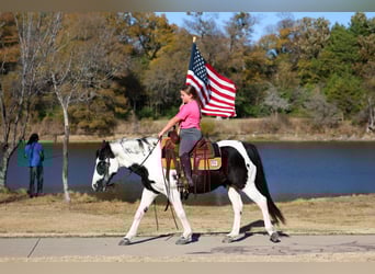 Welsh D (Cob), Gelding, 16 years, 13.2 hh, Pinto