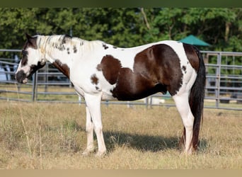 Welsh D (Cob), Gelding, 16 years, 13.2 hh, Pinto