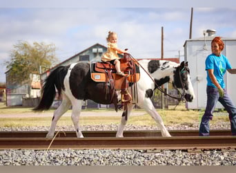 Welsh D (Cob), Gelding, 16 years, 13,2 hh, Pinto