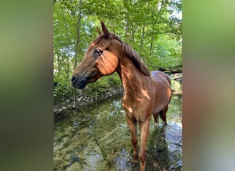 Welsh D (Cob) Mix, Gelding, 16 years, 14,2 hh, Chestnut-Red