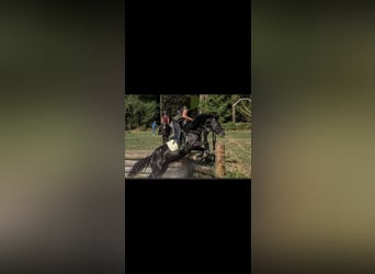 Welsh D (Cob), Gelding, 17 years, 15.1 hh, Black