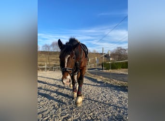 Welsh D (Cob), Gelding, 17 years, 15,1 hh, Brown-Light