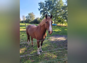 Welsh D (Cob), Gelding, 17 years, 15,2 hh, Chestnut-Red
