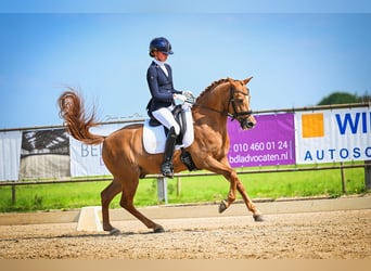 Welsh D (Cob), Gelding, 18 years, 14.2 hh, Chestnut-Red