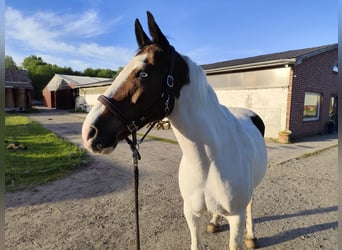 Welsh D (Cob) Mix, Gelding, 19 years, 16 hh, Pinto