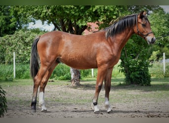 Welsh D (Cob), Gelding, 1 year, 13,2 hh, Bay